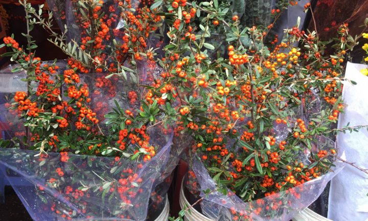 Hà Nội: Sát Tết Canh Tý, giá hoa chợ Quảng An tăng từng ngày 